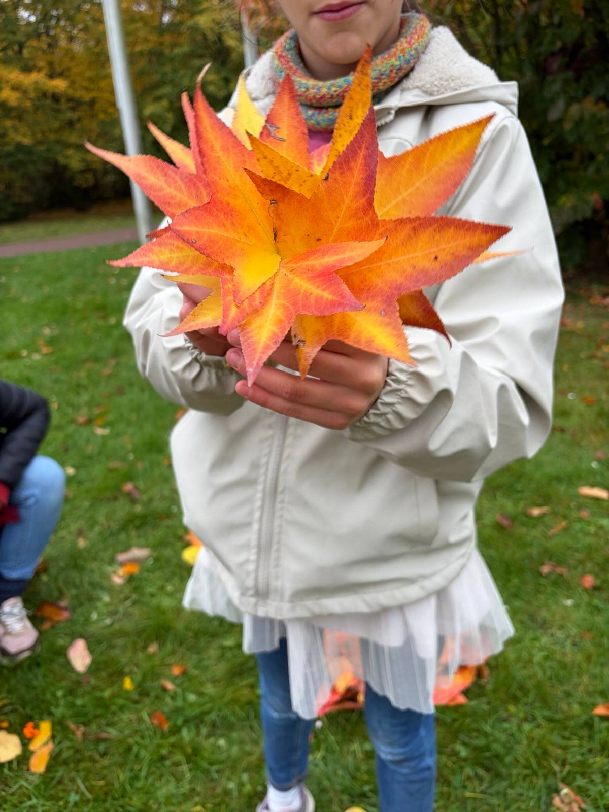 ein kind in einer hellen jacke und einem schal hält einen großen strauß leuchtend orangefarbener und gelber herbstblätter in der hand und steht auf einer wiese, auf der weitere blätter verstreut sind. das gesicht des kindes ist teilweise außerhalb des rahmens.